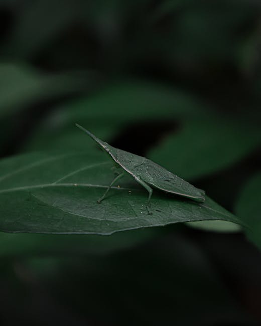 Close-up of a green grasshopper with a slender body, long antennae, and delicate legs perched on a dark green leaf. The leaf has prominent veins and appears slightly textured, with a few water droplet