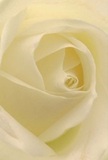 The delicate core of a creamy-white rose, captured in an intimate view, draws you into a world of softness and calm familiar to North Kensington mornings. Each petal unfurls in a graceful, spiraling embrace-their surfaces luminous with hints of ivory and faint blush, catching the soft London light that drifts in from nearby canal paths. Subtle shadows curl between petal folds, providing gentle contrast and echoing the quiet charm of side streets off Ladbroke Grove. The bloom's texture, whisper-light, evokes the sensation of dewy petals beneath your fingertips, while the atmosphere suggests stillness and reflection. This rose, hand-selected by a local North Kensington florist, is the purest symbol for expressing sympathy, admiration, or marking the beginning of something new. Its understated fragrance and serene composition make it a fitting choice for heartfelt farewells, new beginnings, or simply infusing a room with quiet joy-a tribute to both artistry and emotion rooted in the local community.